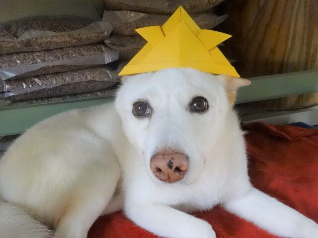 折り紙の兜をかぶるシロちゃん