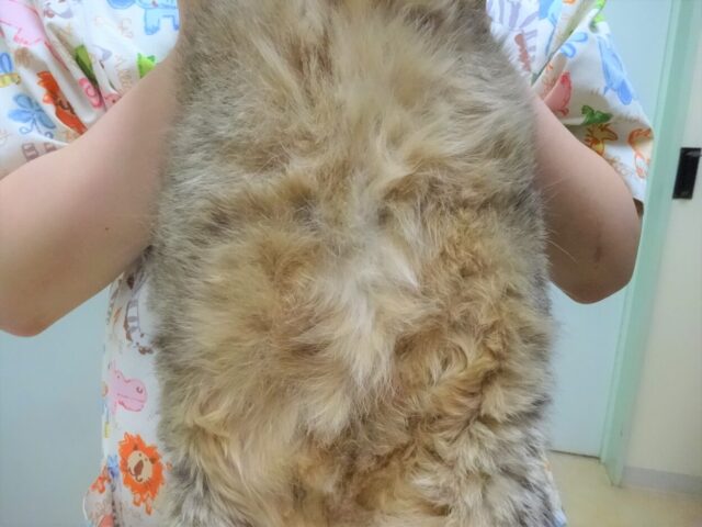 密です！！