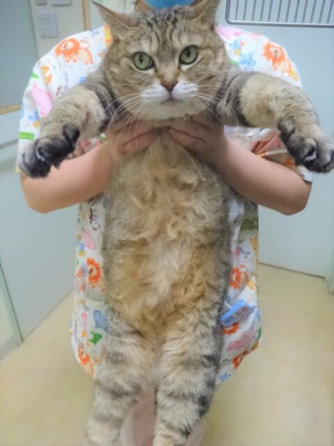 おきくちゃん