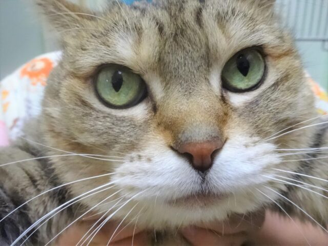 不満げな顔のおきくちゃん