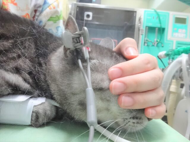 ネコちゃんの健康診断