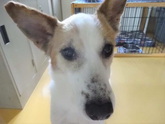 ルーサーのキリッと顔