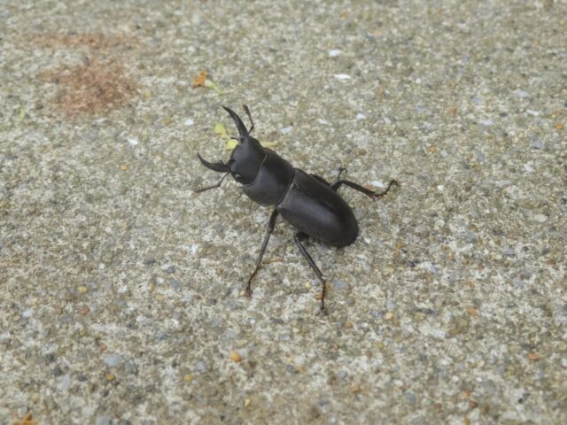 これはっ…！