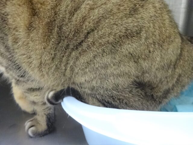 おトイレ中の踏ん張り