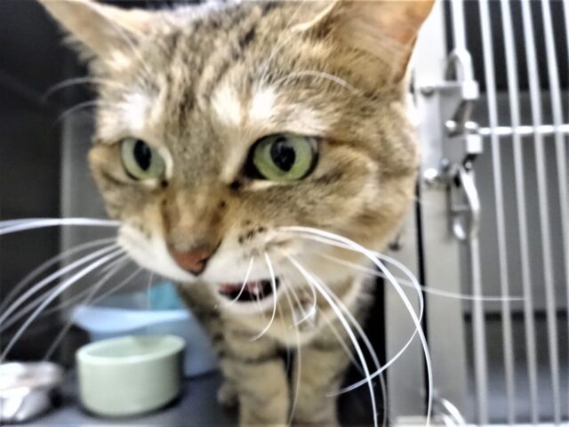 不満げなおきくちゃん