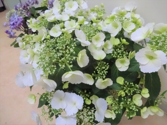 紫陽花の秘密