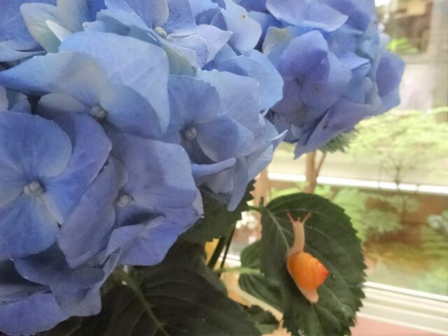 でんでん虫