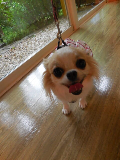 尻尾ブンブンのチロルちゃん