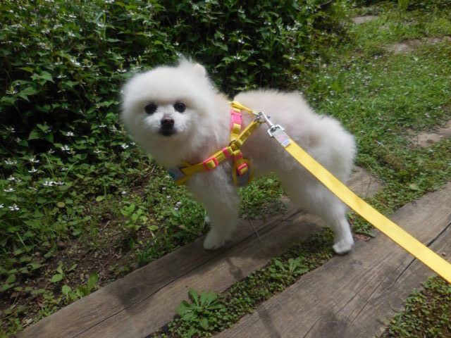 シャンプーを頑張っているころすけちゃん