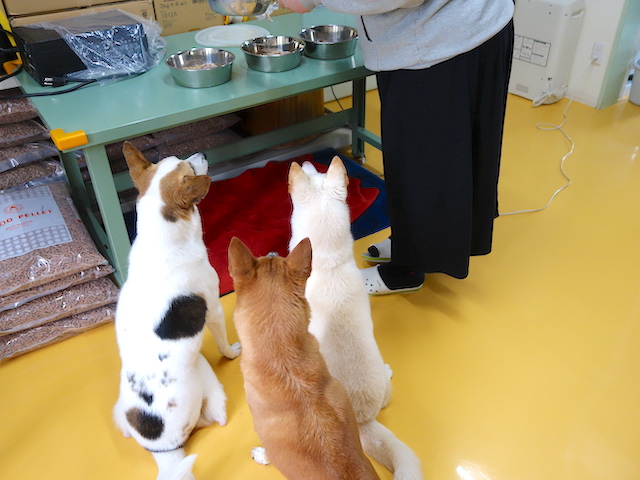 ご飯待ち