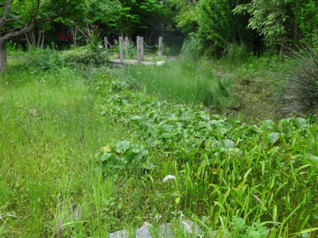 池