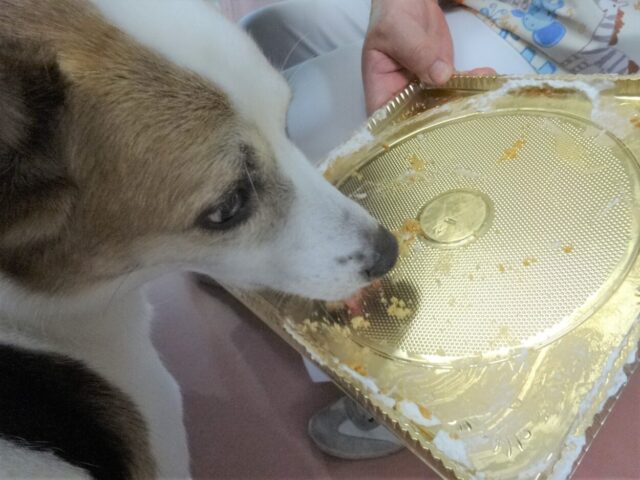 ケーキを舐めるルーサー