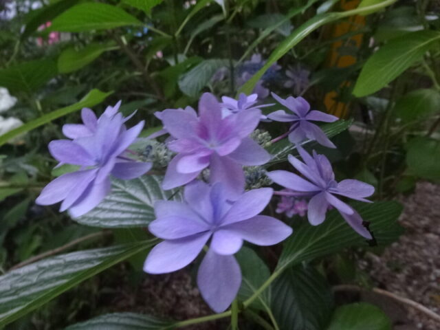 紫陽花