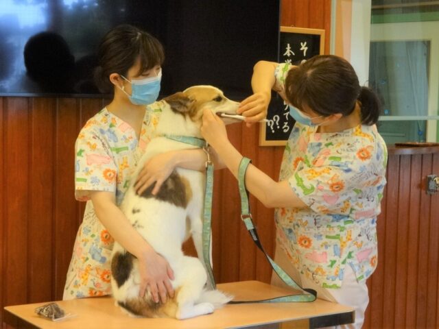 歯磨きをするルーサー