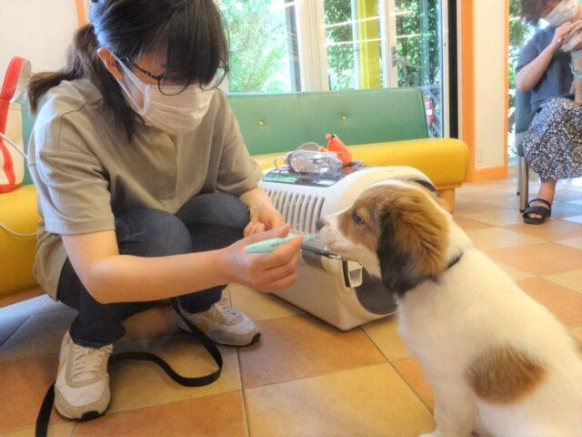 歯磨きをするMARUKOちゃん