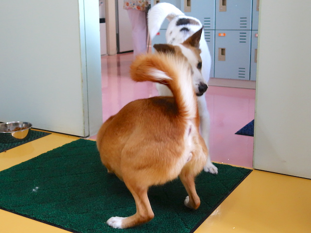 取っ組み合うロイス・ルーサー