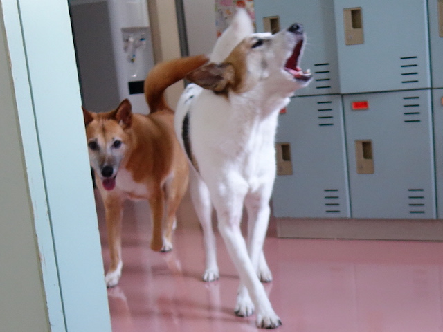 吠えるルーサー