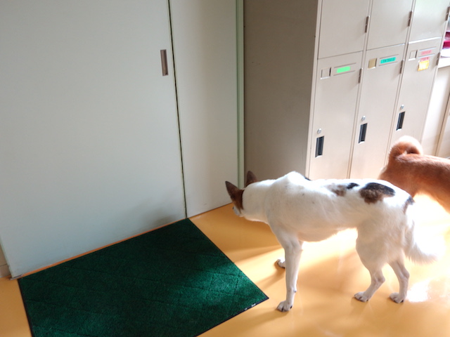 チェックするルーサー