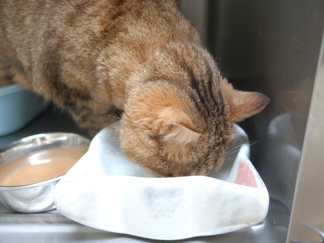 もぐもぐおきく