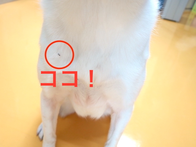 ひっつき虫がついたルーサー