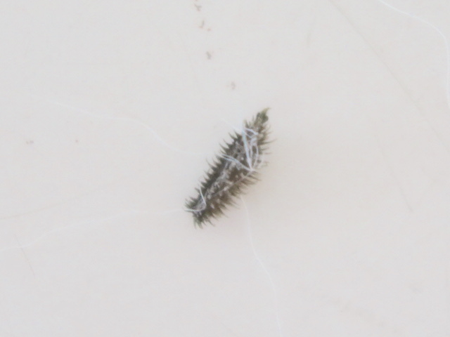 ひっつき虫