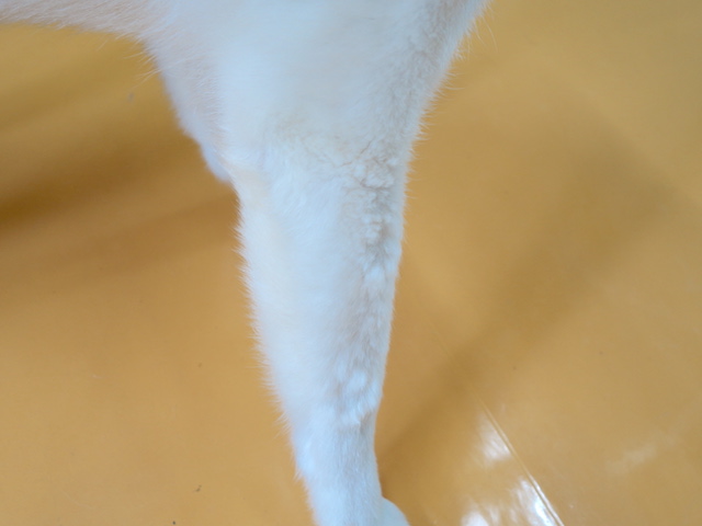 シロの足