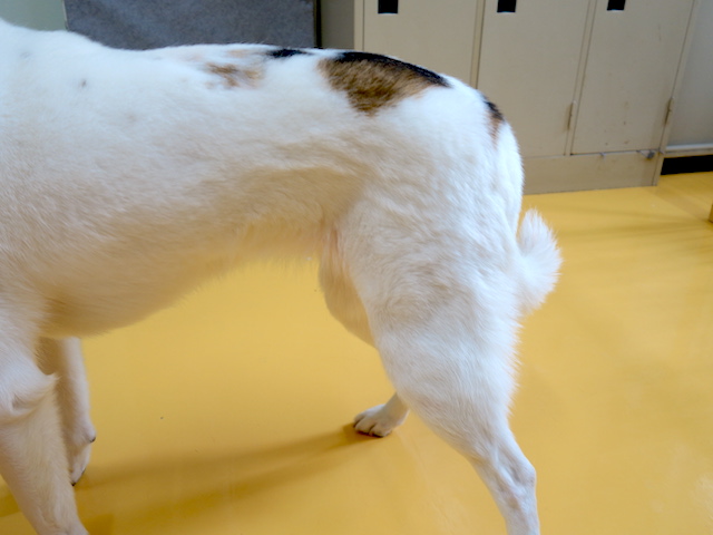 ルーサーのお尻