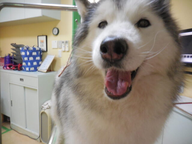 ニコニコらびちゃん