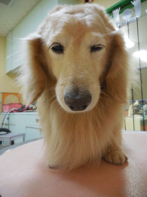 眠いゆずちゃん