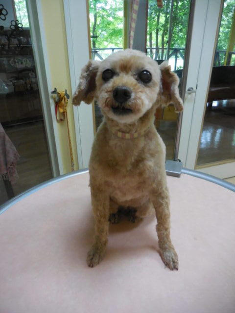 柴犬みたいに！！と。まるちゃん