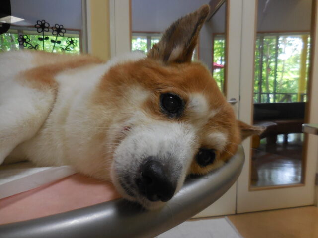 眠いネロちゃん