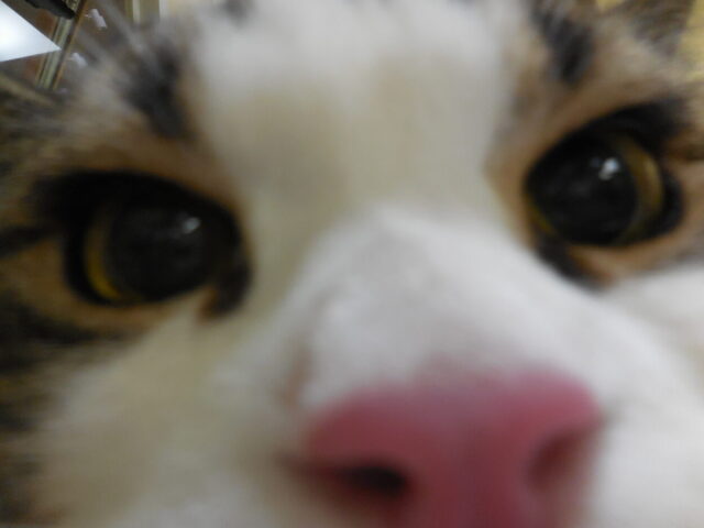 ドアップのコロちゃん