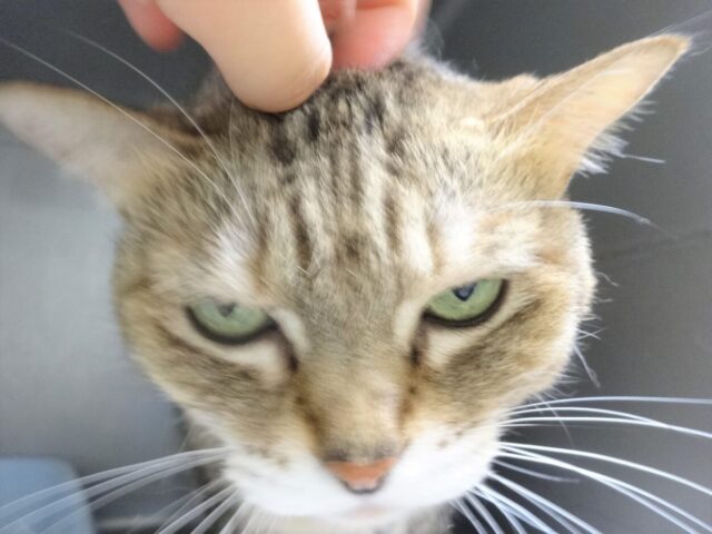 換毛期♪