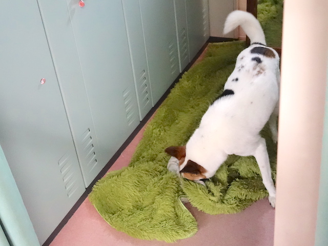 ぐしゃぐしゃ