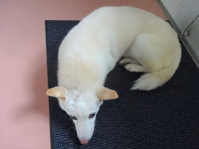 上からツチノコシロちゃん