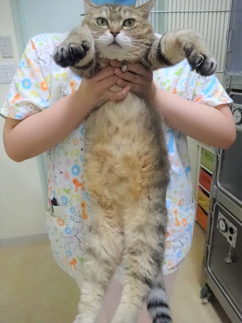 びろ～ん