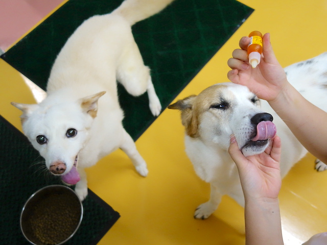 順番待ちするシロ