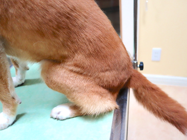 毛の抜けたロイス