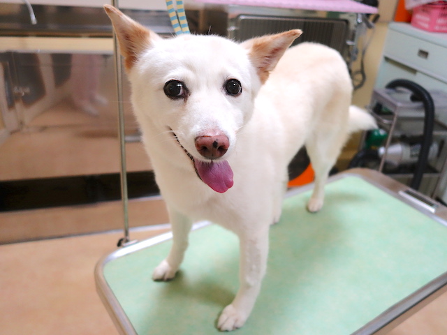 シロ