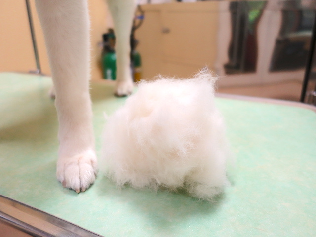 抜けた毛