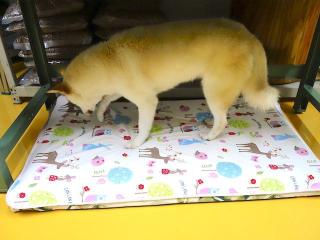 ホリホリするシロ