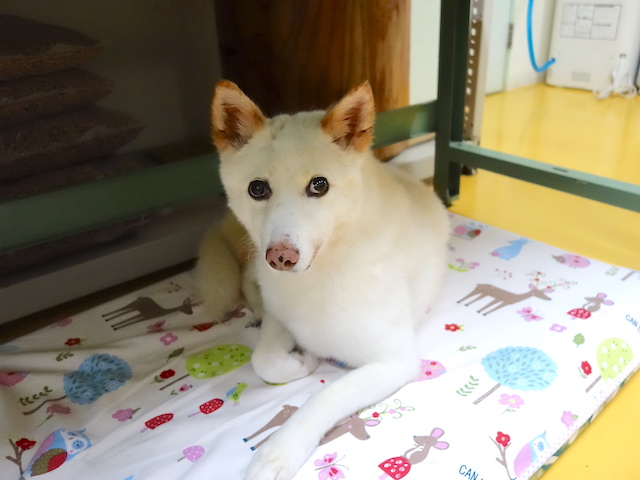 落ち着いたシロ