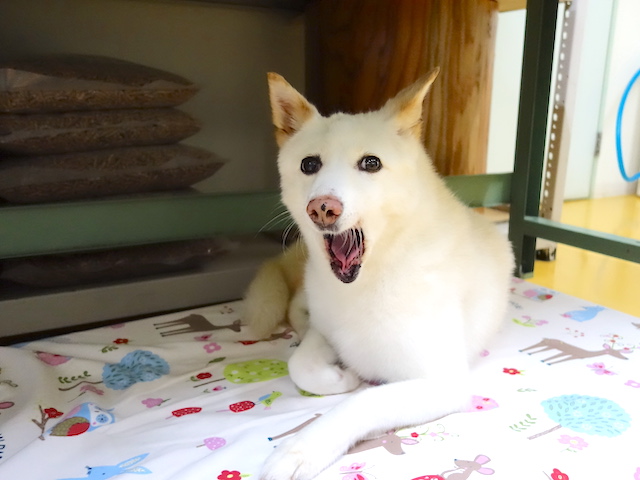 眠くなったシロ