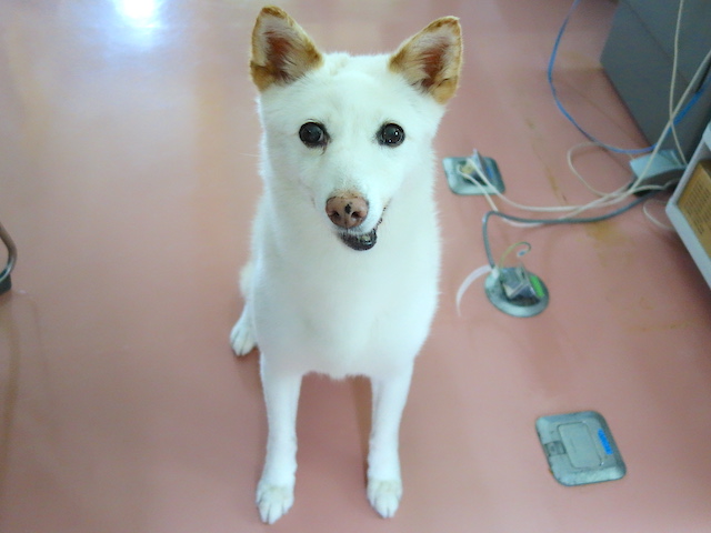 シロちゃん