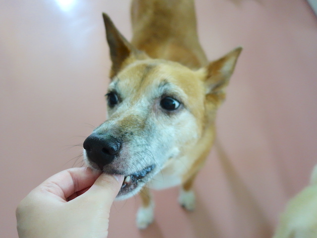 おやつを食べるロイス