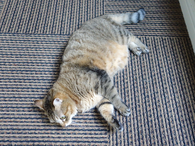 足の短さが際立つおきくちゃん