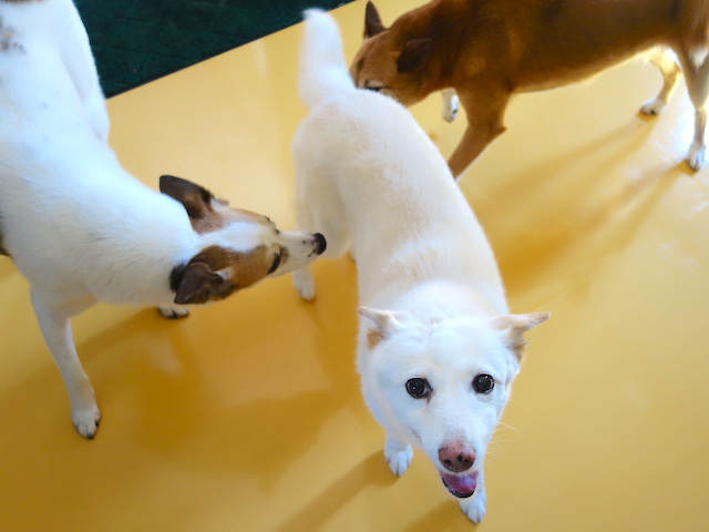犯人はシロ