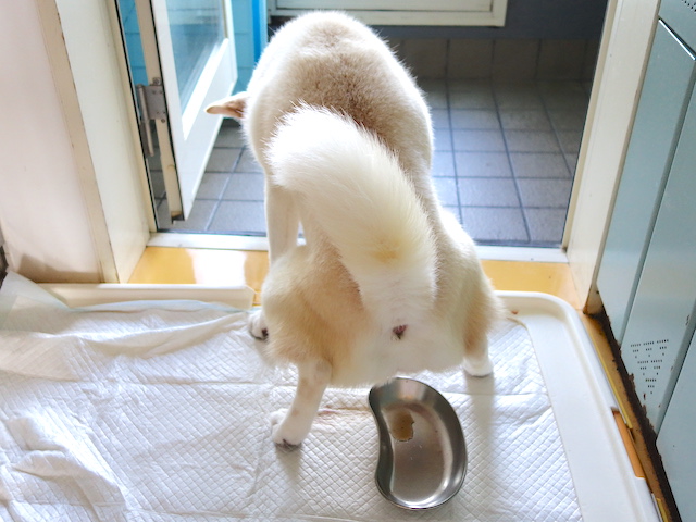 シロちゃんおしっこ中