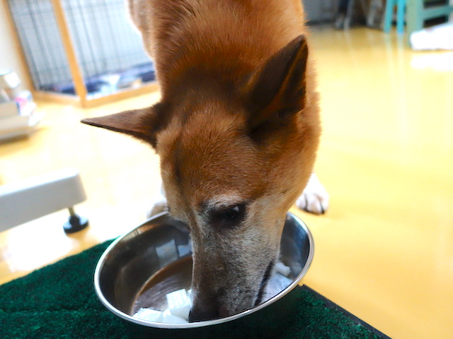 寒天を食べるロイス