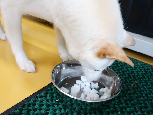 寒天を食べるシロ